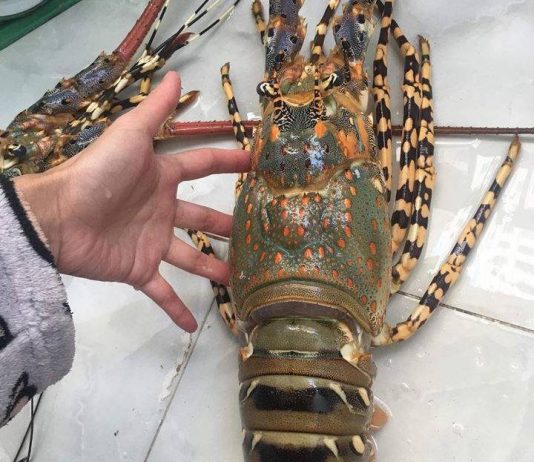 Tôm hùm bao nhiêu calo và ăn có béo không