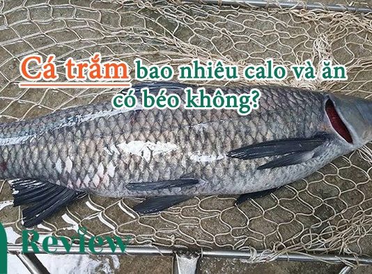 Cá trắm bao nhiêu calo và ăn có béo không