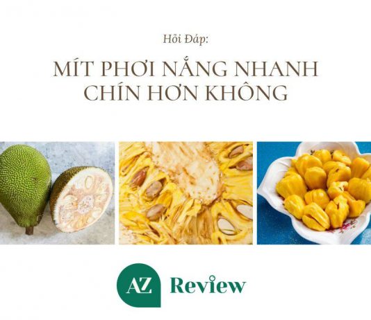 Mít phơi nắng nhanh chín hơn không