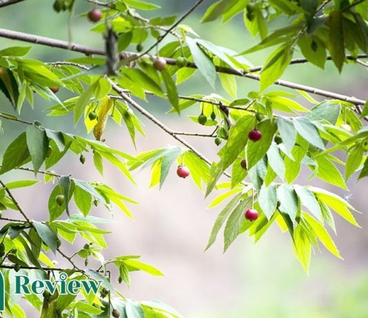 Ăn quả trứng cá có bị ung thư không