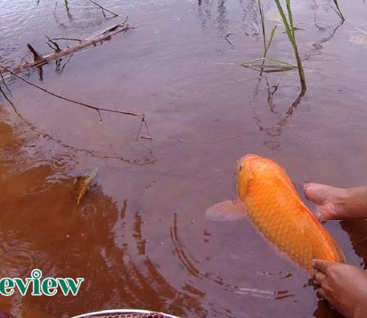 Cá chép hồng có ăn được không