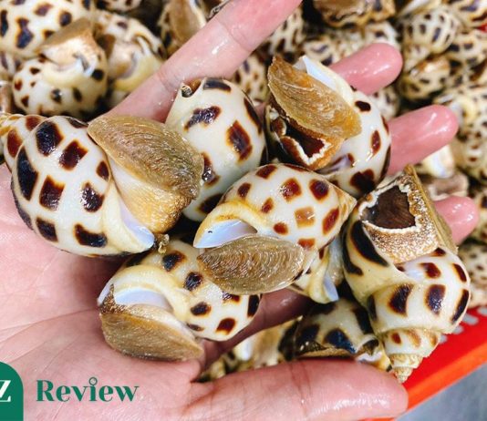 Ốc hương có sán không